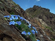 MONTE AGA (2720 m.) , salito dal versante nord, sceso da quello sud , il 1 luglio 2012 - FOTOGALLERY